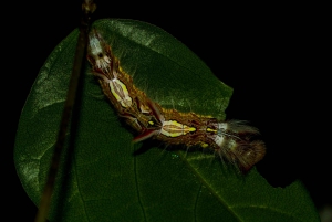 Monteverde: discovering the night creatures