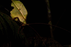 Monteverde: discovering the night creatures