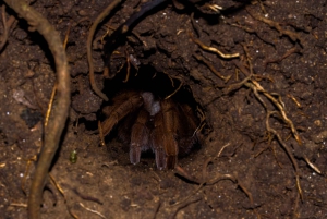 Monteverde: discovering the night creatures