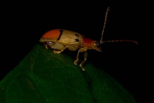 Monteverde: discovering the night creatures