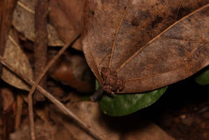 Monteverde: discovering the night creatures
