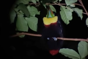 Monteverde: discovering the night creatures