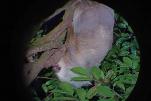 Monteverde: discovering the night creatures