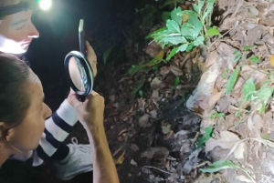 Monteverde: discovering the night creatures