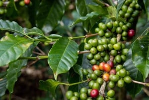 Monteverde: El Pueblo Coffee Tour and Sugar Cane.