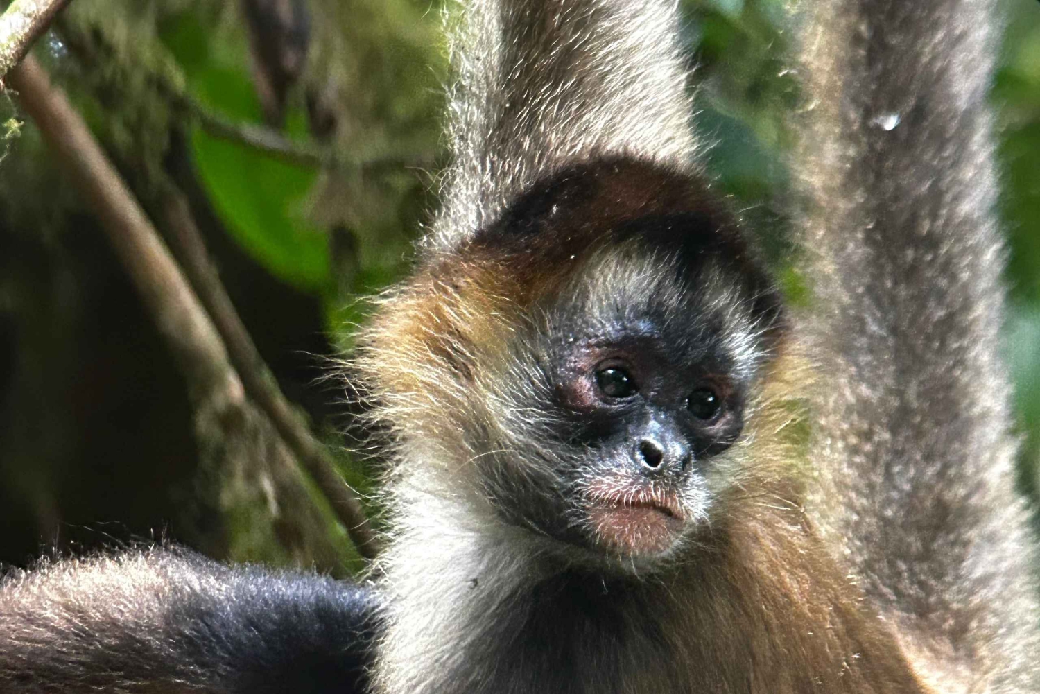 Monteverde: verken het nevelwoud