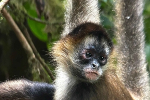 Monteverde: verken het nevelwoud