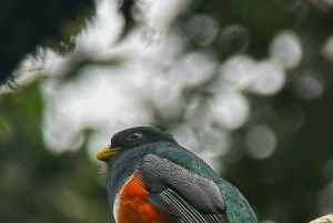 Monteverde: verken het nevelwoud