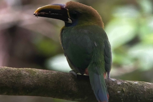 Monteverde: verken het nevelwoud