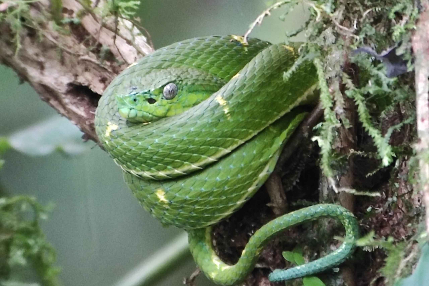 Monteverde: Exploring the Cloud forest