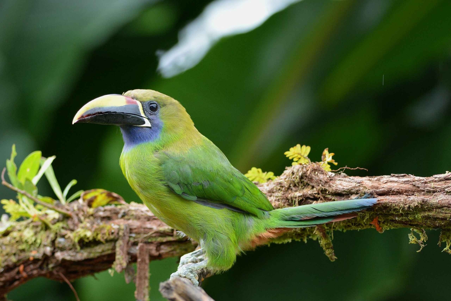 Monteverde: Exploring the Cloud forest