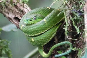 Monteverde: Exploring the Cloud forest