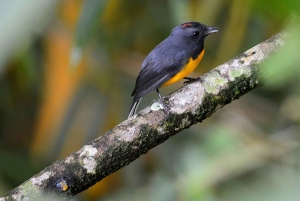 Monteverde: Exploring the Cloud forest