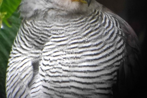 Monteverde: Exploring the Cloud forest