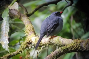 Monteverde: Exploring the Cloud forest