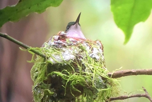 Monteverde: Exploring the Cloud forest