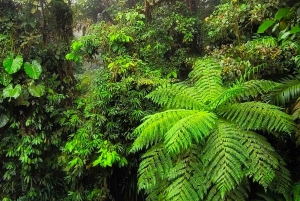 Monteverde: Exploring the Cloud forest