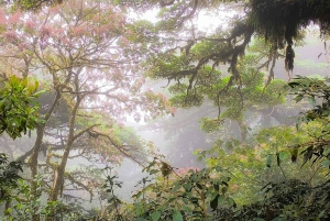 Monteverde: Exploring the Cloud forest