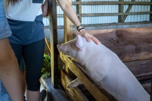 Monteverde: Rundvisning på ostegården Finca El Paraiso