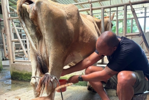 Monteverde: Rundvisning på ostegården Finca El Paraiso
