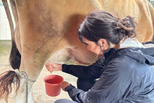 Monteverde: Rundvisning på ostegården Finca El Paraiso
