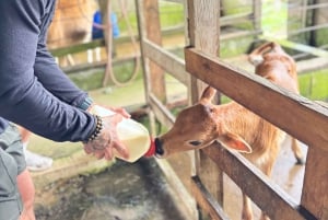 Monteverde: Rundtur på ostgården Finca El Paraiso