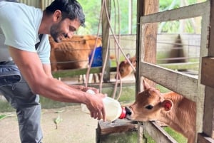Monteverde: Rundtur på ostgården Finca El Paraiso