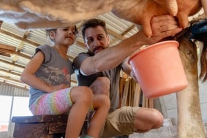 Monteverde: Rundtur på ostgården Finca El Paraiso