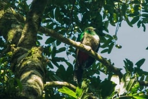 Monteverde Regenerative Cloud Forest Walk