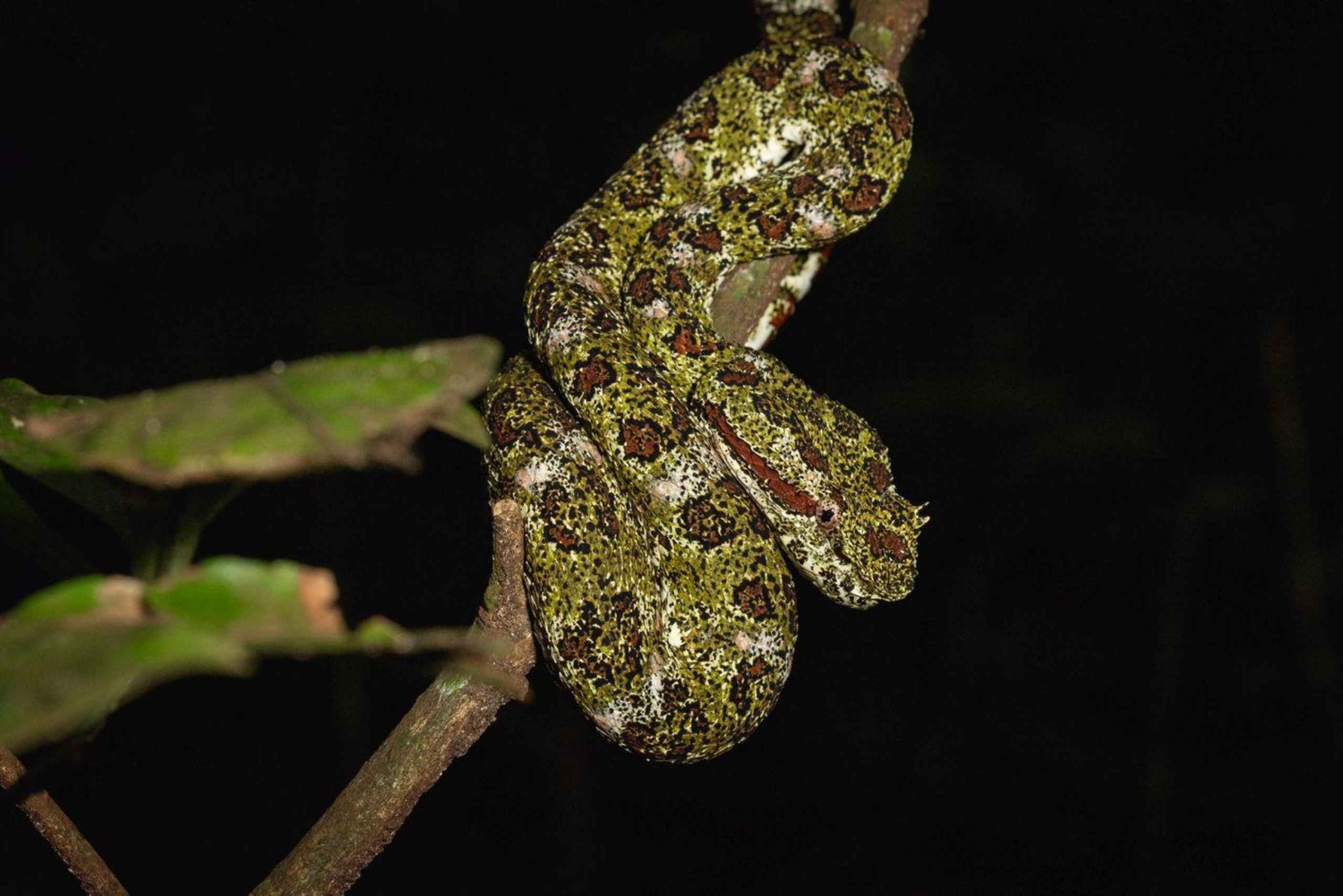 Monteverde: Guidad nattvandring i skogen