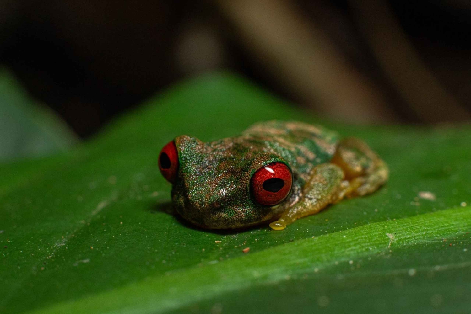 Monteverde: Guidad nattvandring i skogen