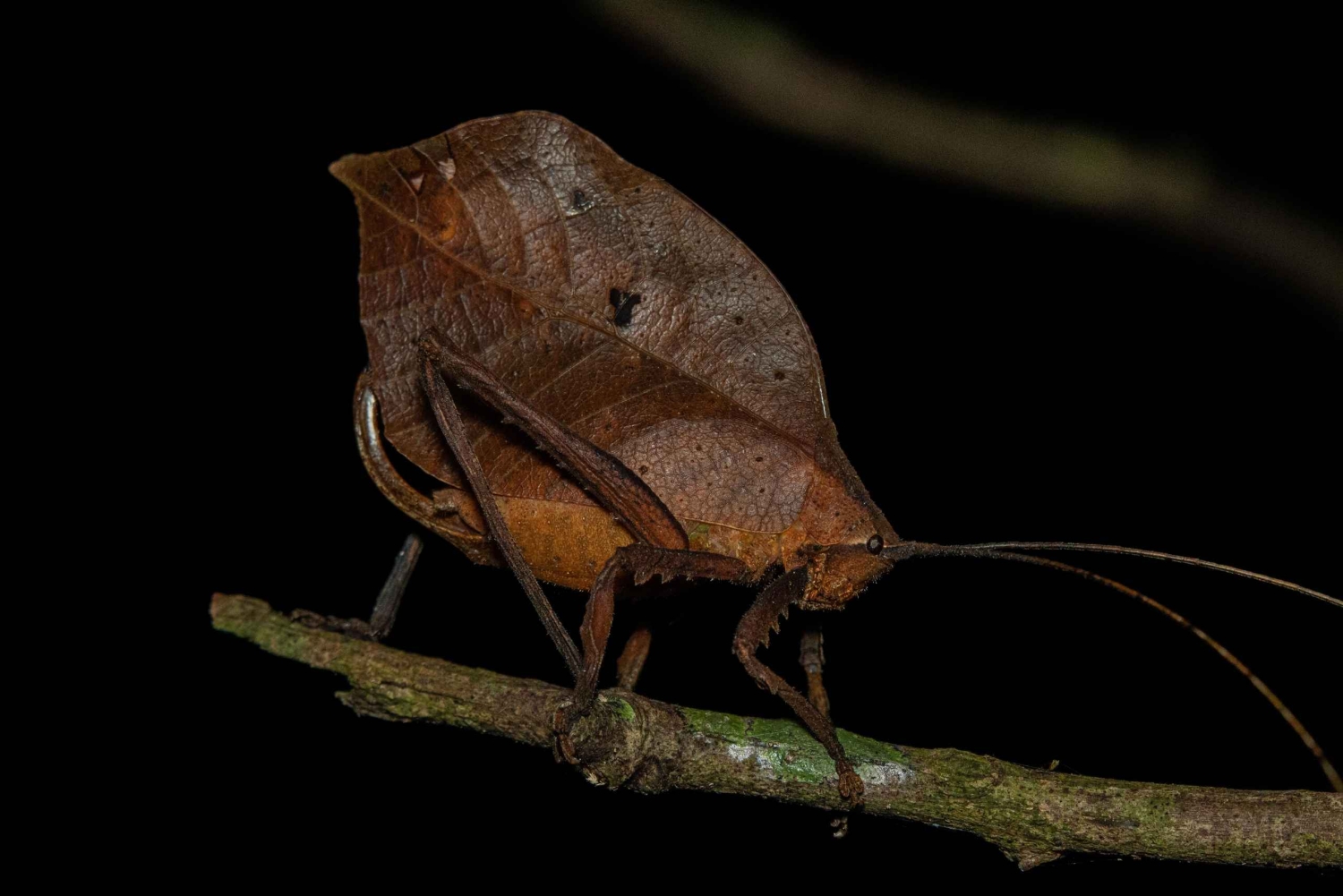 Monteverde: Guidad nattvandring i skogen