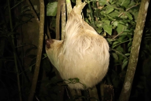 Monteverde: Guidad nattvandring i skogen