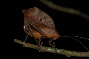 Monteverde: Guidad nattvandring i skogen