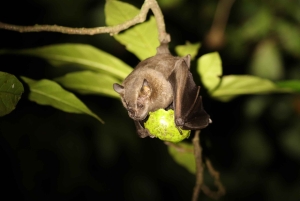 Monteverde: Guidad nattvandring i skogen