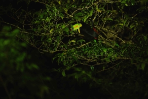 Monteverde: Guidad nattvandring i skogen