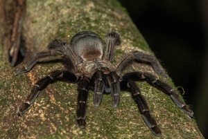 Monteverde: Guidad nattvandring i skogen