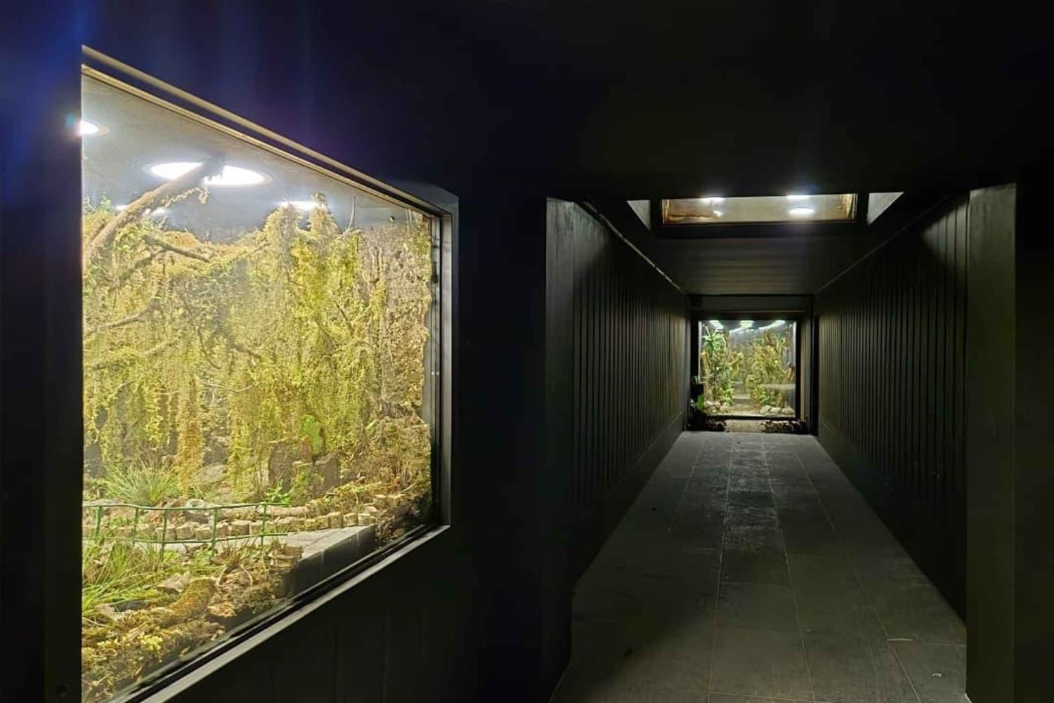 Monteverde: Guided Night Hike