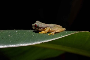 Monteverde: Guided Night Hike