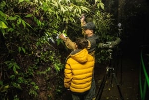 Monteverde: Guided Night Hike