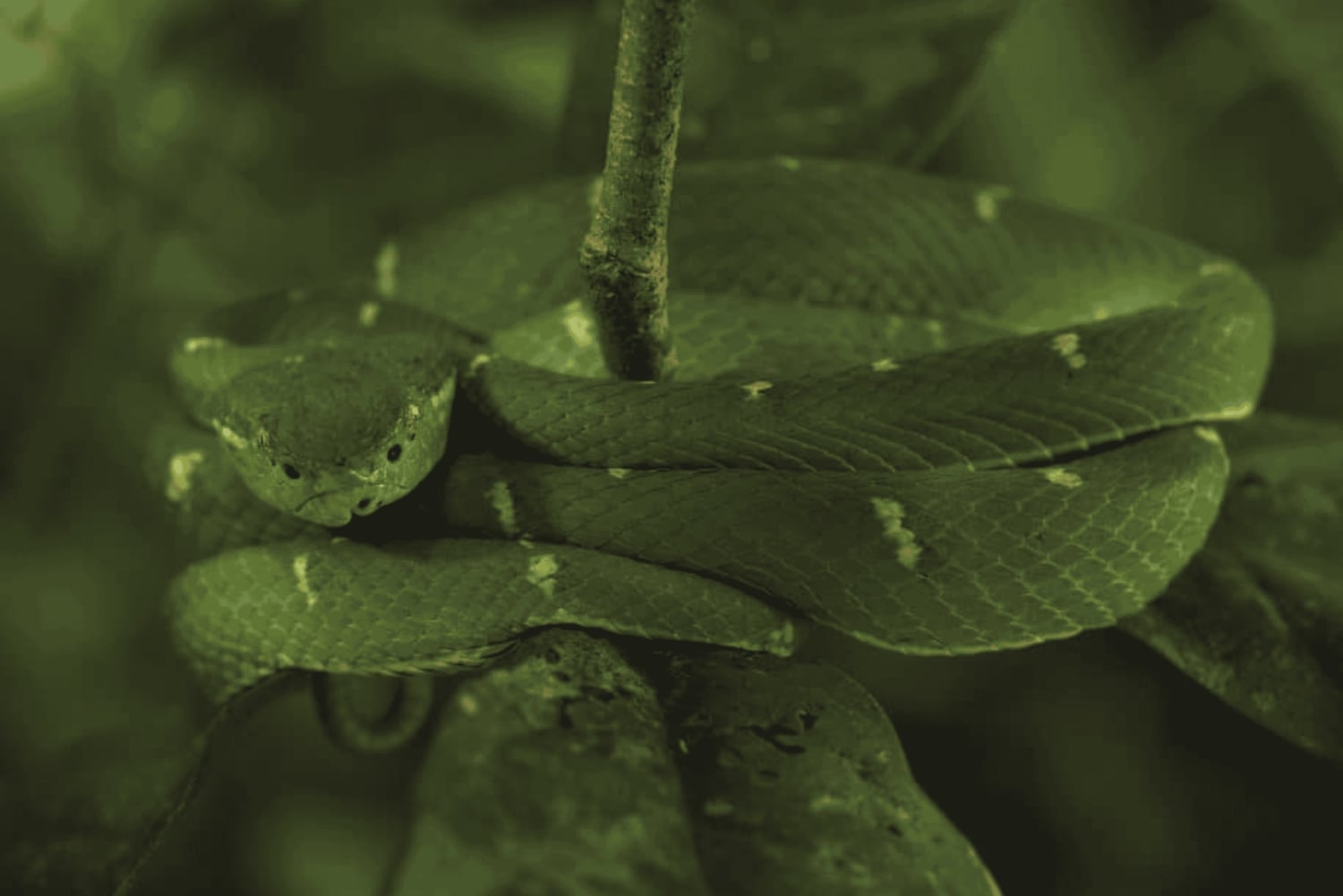 Monteverde: Guidad promenad på natten i Monteverde