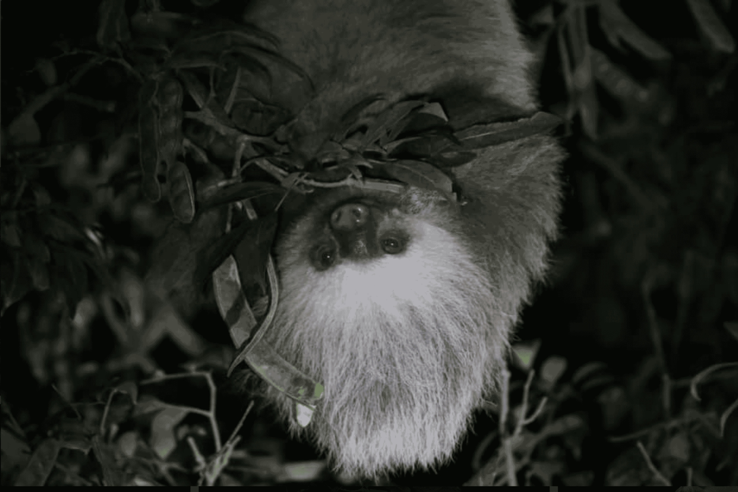 Monteverde: Guidad promenad på natten i Monteverde