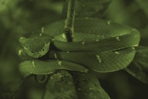 Monteverde: Guidet nattvandring i Monteverde