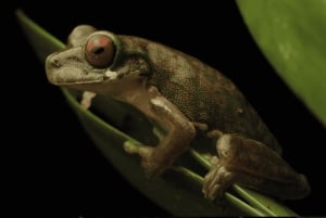 Monteverde: Guidet nattvandring i Monteverde