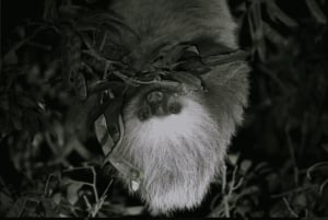 Monteverde: Guidet nattvandring i Monteverde