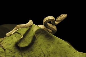 Monteverde: Guidet nattvandring i Monteverde