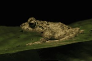 Monteverde: Guidet nattvandring i Monteverde