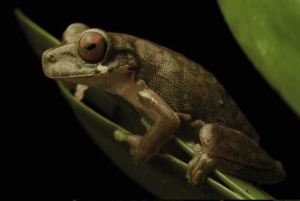 Monteverde: Guidad promenad på natten i Monteverde