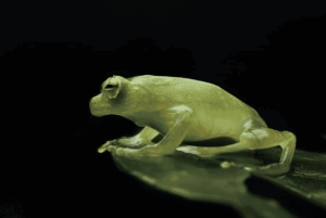 Monteverde: Guidad promenad på natten i Monteverde