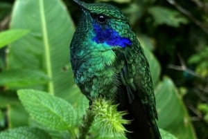 Monteverde: Guided Tour in the Cloud Forest